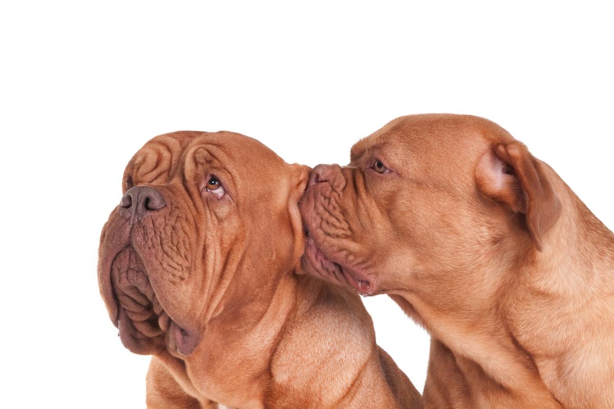 Come avviene l'accoppiamento tra cani