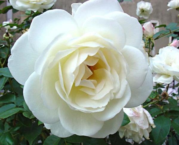 Qual è il significato delle rose bianche
