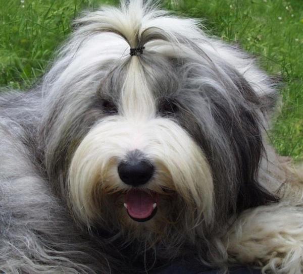 Come togliere i nodi dal pelo del mio cane