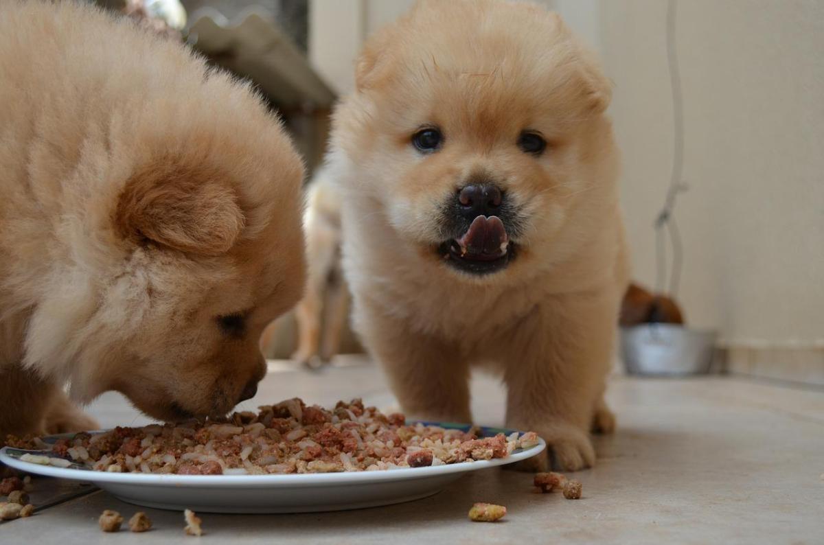 Cosa fare se il cane non mastica il cibo