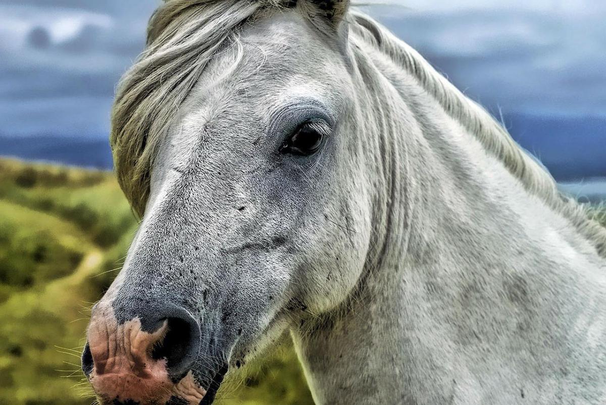 Quanti anni vive un cavallo