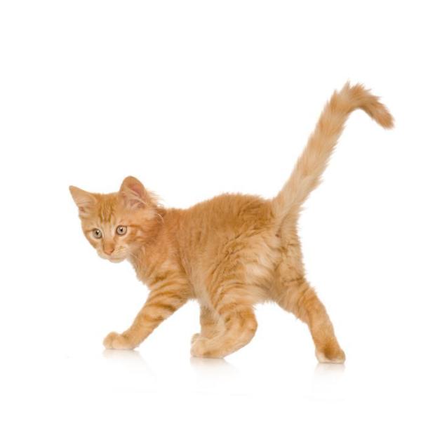 Come nutrire un gatto denutrito