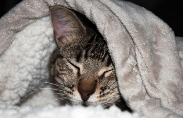 Come nutrire un gatto denutrito - Passo 2