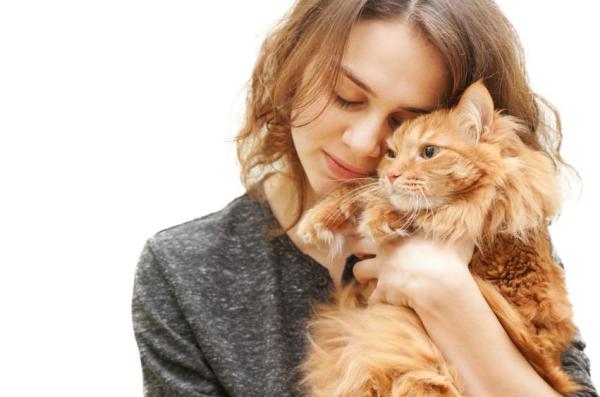 Come nutrire un gatto denutrito - Passo 3