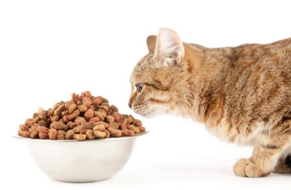Come nutrire un gatto denutrito - Passo 4