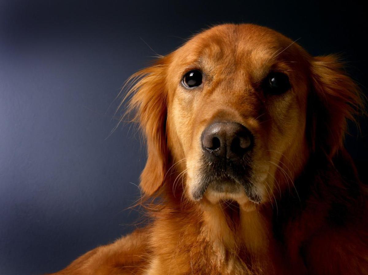 Mancanza di calcio nel cane: come riconoscere l'eclampsia