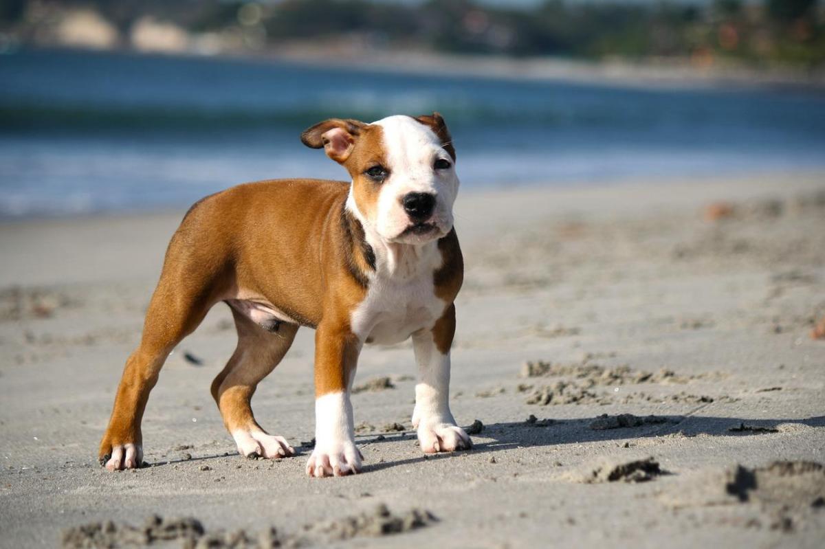 Come addestrare un pitbull