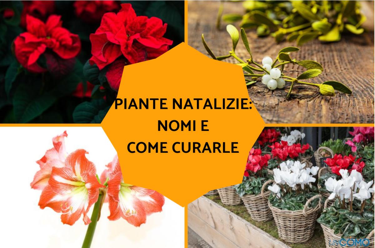 Piante natalizie: nomi e come curarle