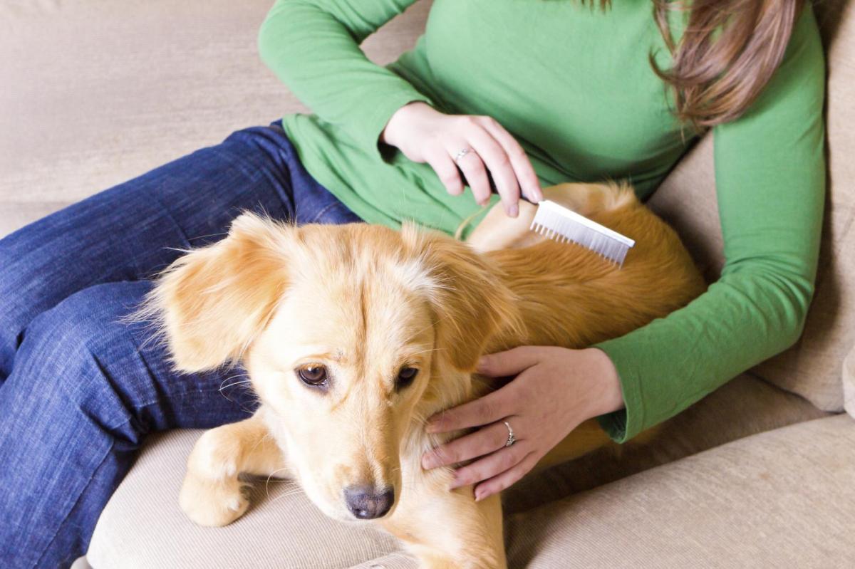 Perché il mio cane perde il pelo