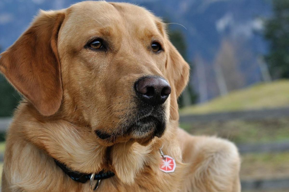 Ogni quanto vanno in calore i cani
