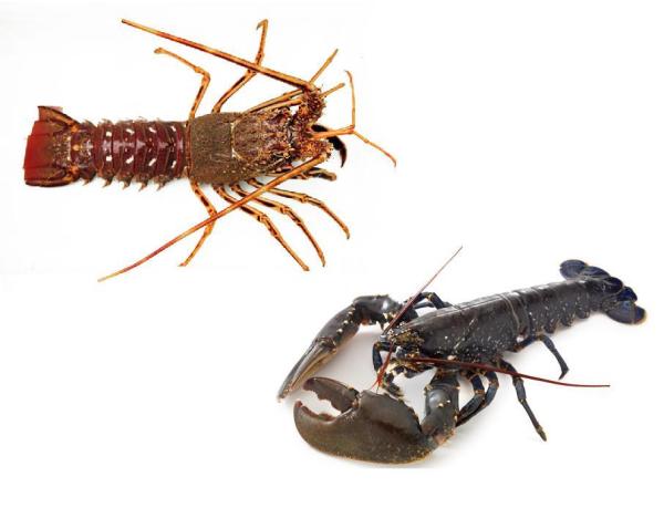 Qual è la differenza tra aragosta e astice