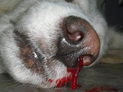 Piastrine basse nei cani - Sintomi e rimedi