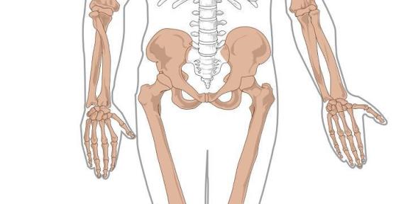 Qual è l'osso più piccolo del corpo umano?