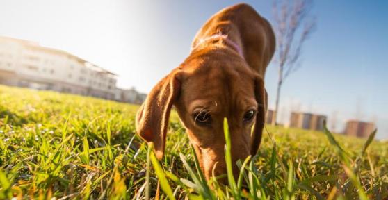 Perché i cani annusano l'urina