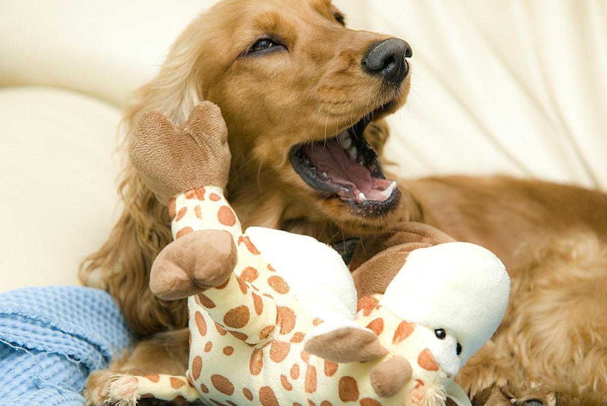 Quanto deve pesare un Cocker Spaniel