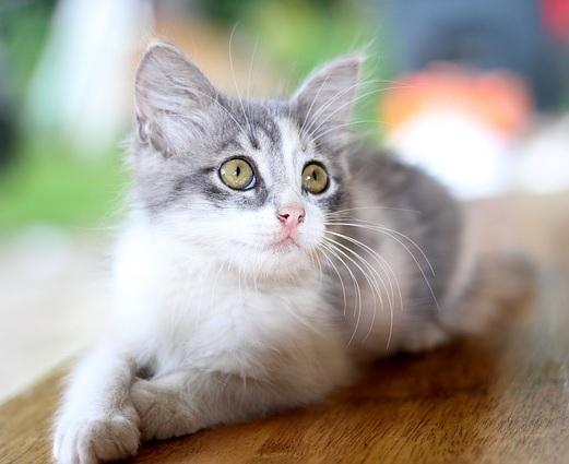 Cosa deve mangiare un gatto con diarrea