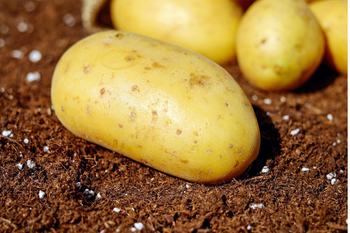 Le patate contengono glutine? I celiaci possono mangiarle?