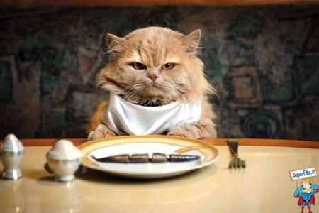 Come fare cibo per gatti in casa