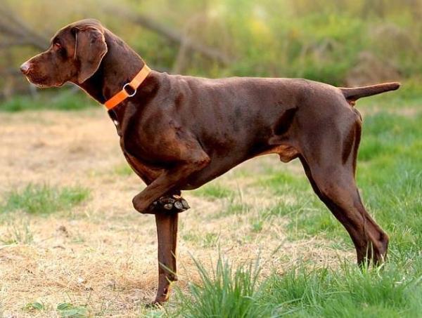 Come prendersi cura di un bracco tedesco
