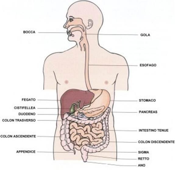 Che organi ci sono a destra