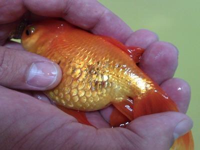 Водянка у рыб в аквариуме. Водянка у золотых рыбок комет. Водянка гурами брюшная. Водянка у рыб в аквариуме. Болезни лялиусов фото описание и лечение.