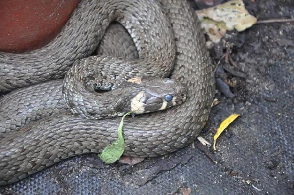 Qual è la differenza tra serpente, colubridi e vipera - Colubridi