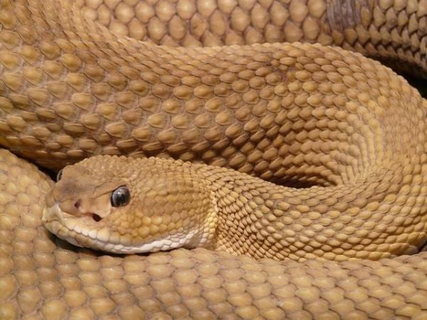 Qual è la differenza tra serpente, colubridi e vipera - Serpente