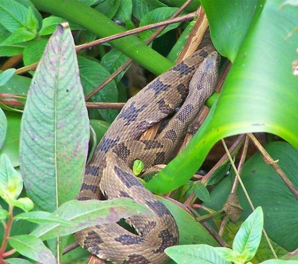 Qual è la differenza tra serpente, colubridi e vipera - Vipere