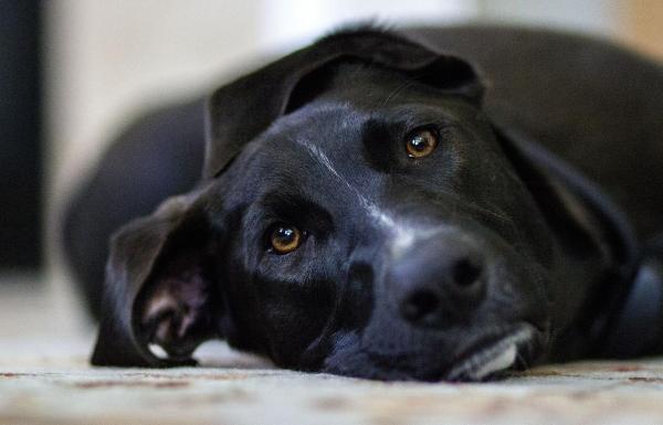 Come curare l'indigestione nei cani