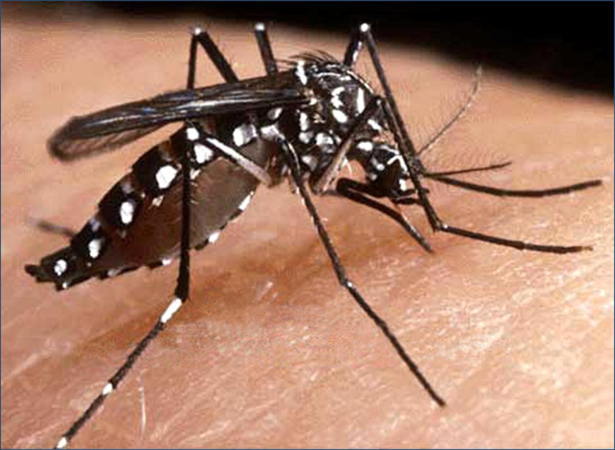 Cosa mangiare se ho la dengue