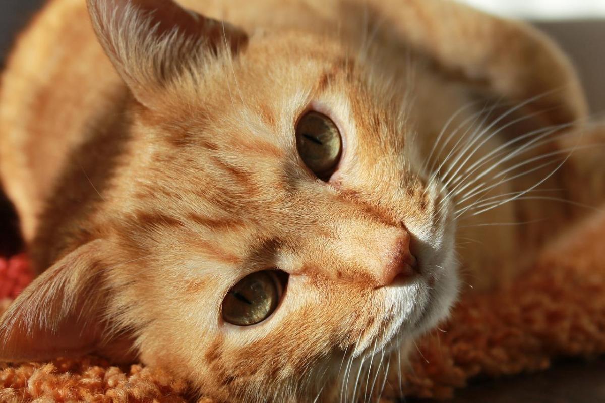 Quali sono i gatti più tranquilli