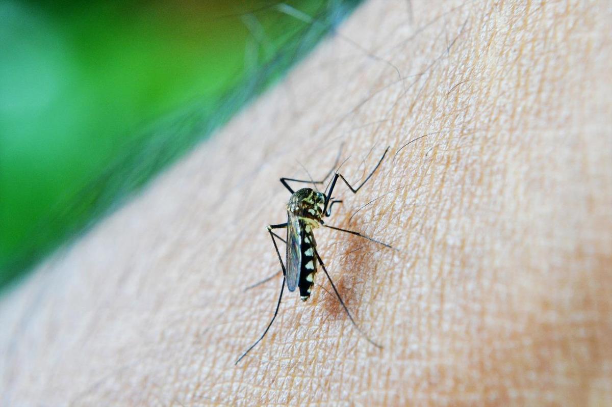 Come fare un repellente casalingo per le zanzare