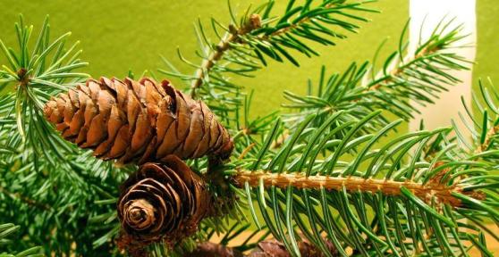 Come fare decorazioni di Natale con le pigne