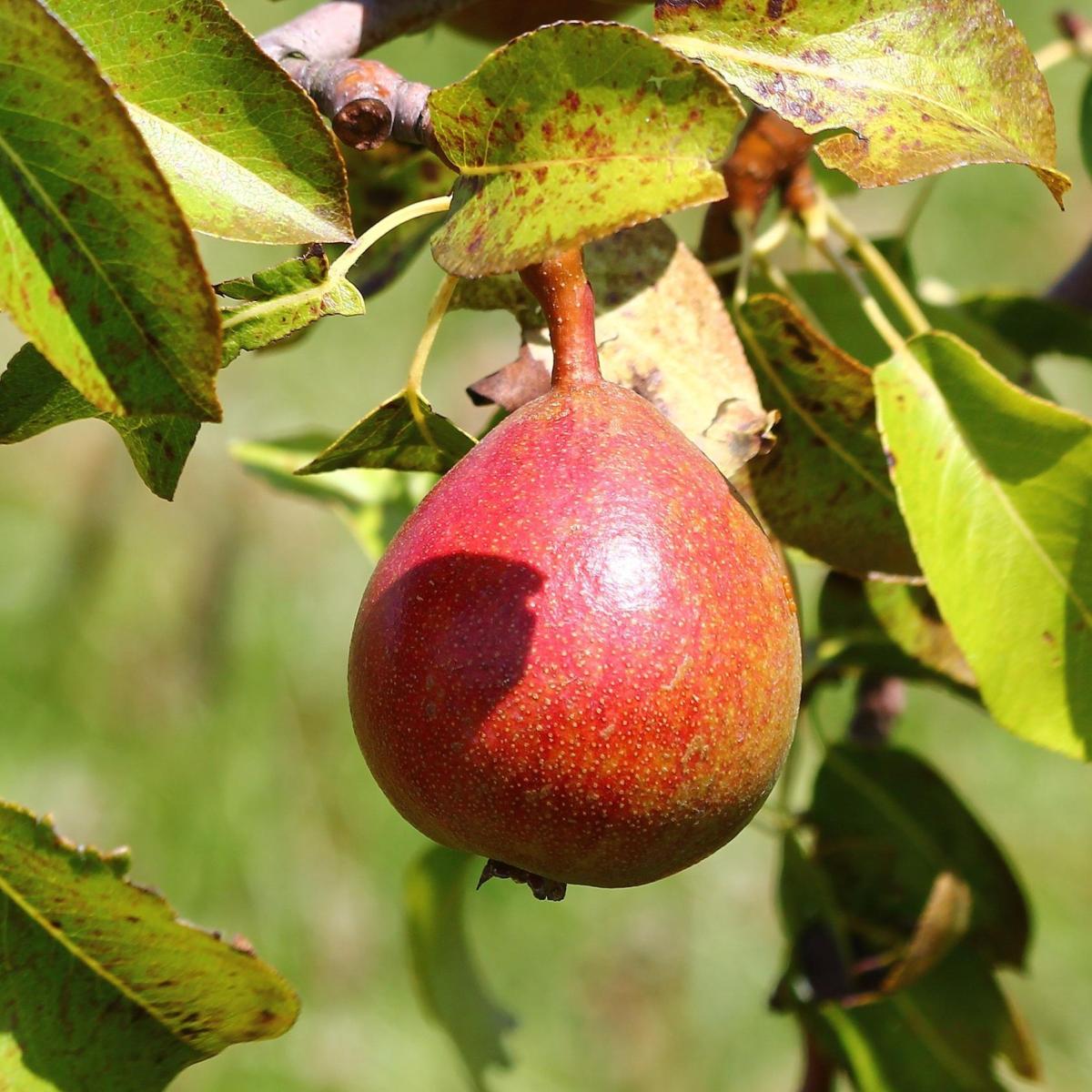 Come fare conserve di pera al naturale