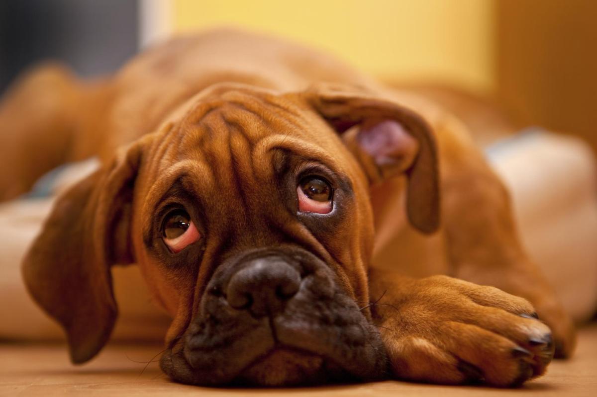 Perché il mio cane ha gli occhi rossi