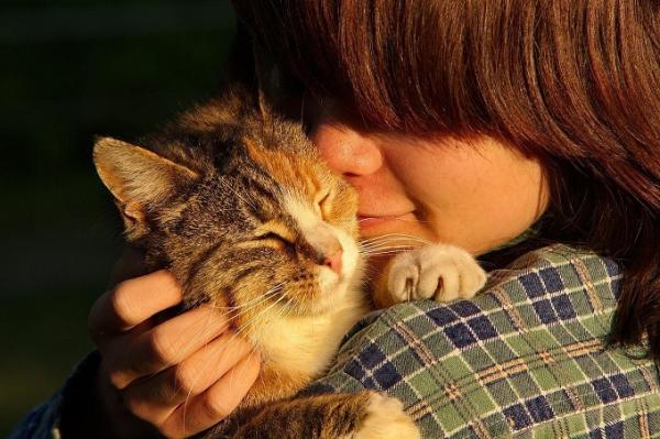 Quali sono i gatti più affettuosi