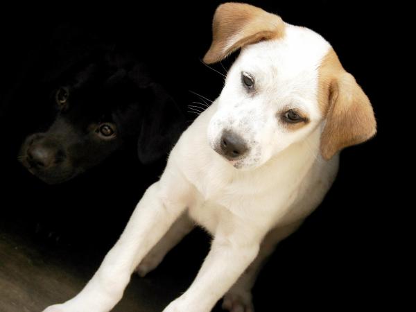 Parametri vitali normali dei cani