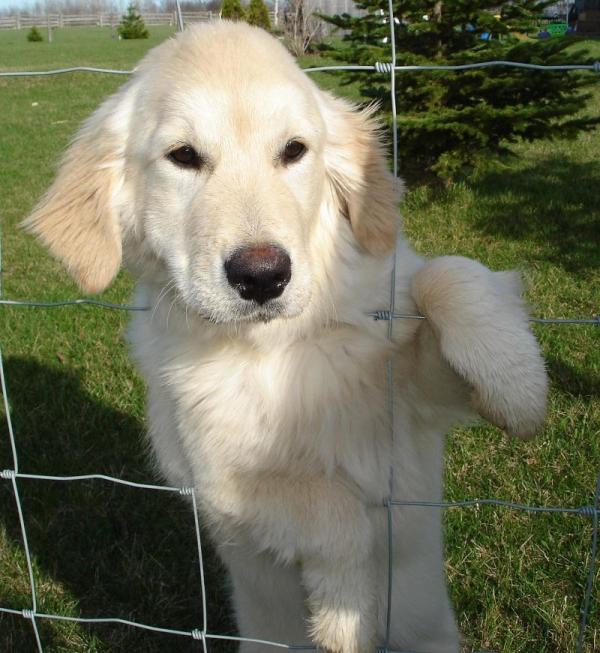 Come curare il pelo del cane