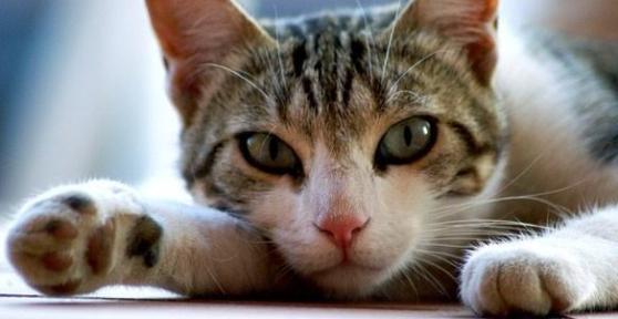 Come sapere se il mio gatto ha il cimurro