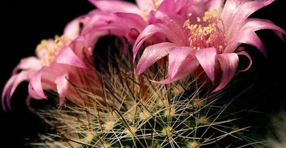 Come far fiorire un cactus