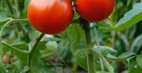 Come evitare i parassiti nelle piante di pomodoro