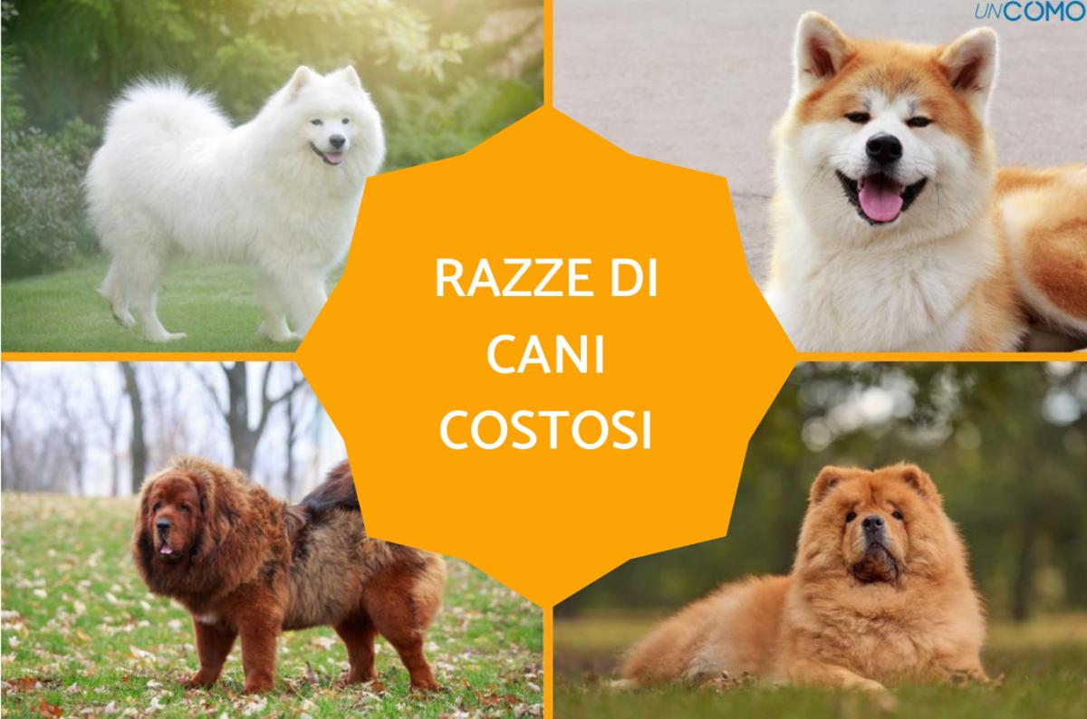 Razze di cani più costosi