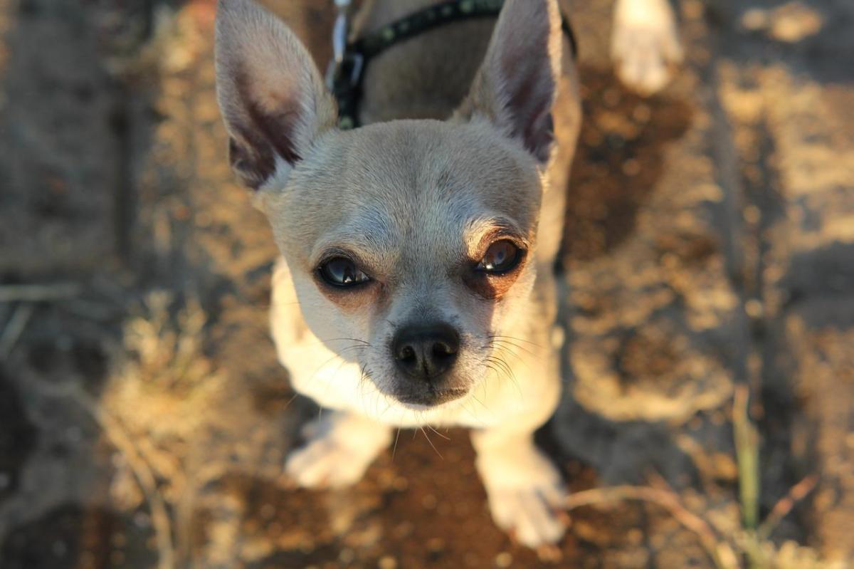 Quanto deve mangiare un Chihuahua