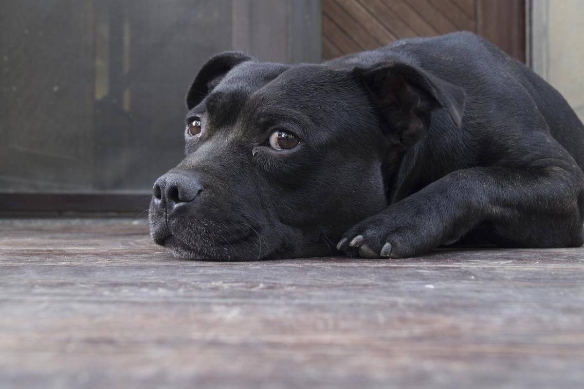 Che cosa fare se il cane zoppica