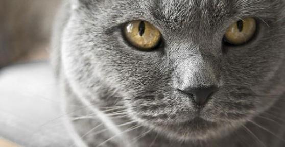 Com'è il gatto certosino