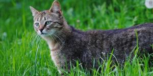 Come eliminare gli escrementi di gatto