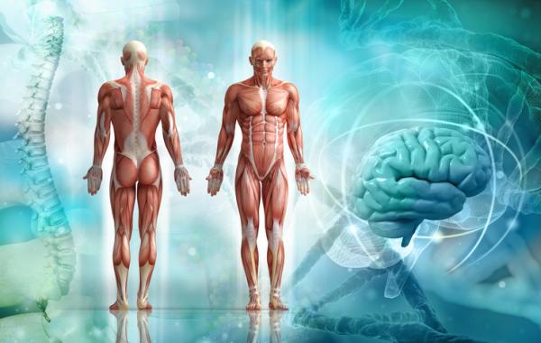Che organi ci sono a sinistra del corpo umano