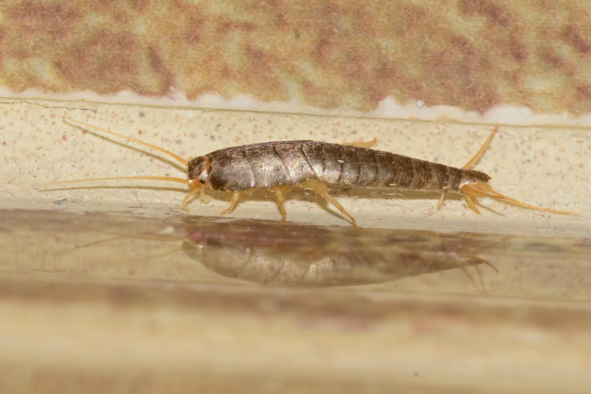 Pesciolini d'argento - come eliminare i vermi dell'umidità e da dove vengono